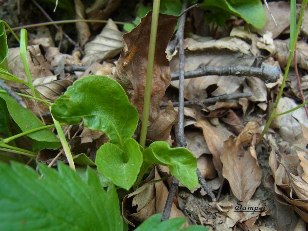 Pyrola media